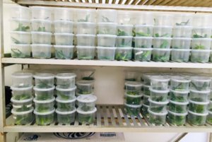Estudiantes del ITESHU proponen control biol&oacute;gico de plagas agr&iacute;colas&nbsp;
