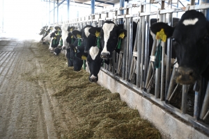 Acciones de Vigilancia y Control ante el Gusano Barrenador (GBG) en Hidalgo