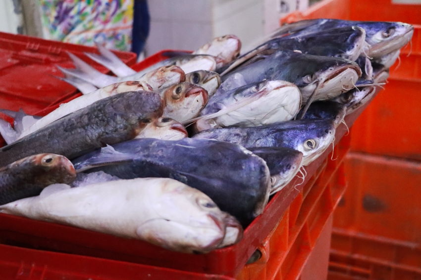 En Cuaresma, Copriseh refuerza vigilancia sanitaria