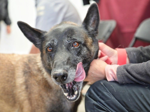 Jornada de Esterilización para caninos y felinos enPachuca