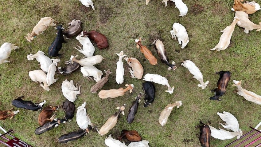 Saderh fortalece la producción pecuaria en 23 municipios