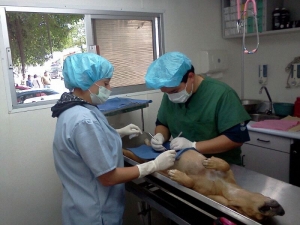 Esteriliza SSH a más de 30 mil “lomitos” y “michis” en Hidalgo 