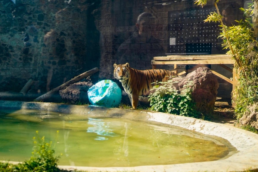 La Unidad de Fauna Silvestre de Pachuca cumple 10 años como referente ambiental y académico