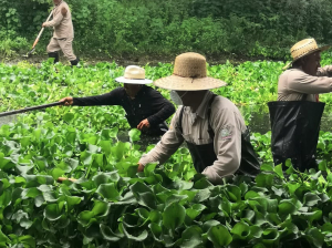 Presa Endhó, libre del lirio acuático en un 98 % 