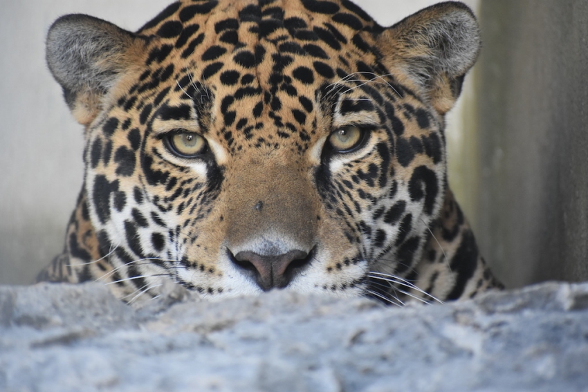 Con sentido de pertenencia, Hidalgo avanza en la conservación del jaguar