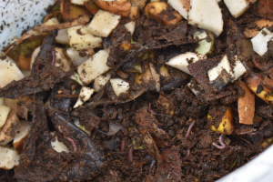 ITESA inicia proyecto lombricomposta a partir de heces caninas